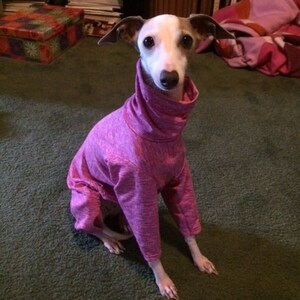 May include: A small, white and brown dog wearing a pink sun protection suit. The suit has a turtleneck and long sleeves. The dog is sitting on a green carpet. The text "Sun Protection Solar Suit" is written in yellow letters below the dog. The text "FUR BUDDY PRODUCTS" is written in white letters below the yellow text.