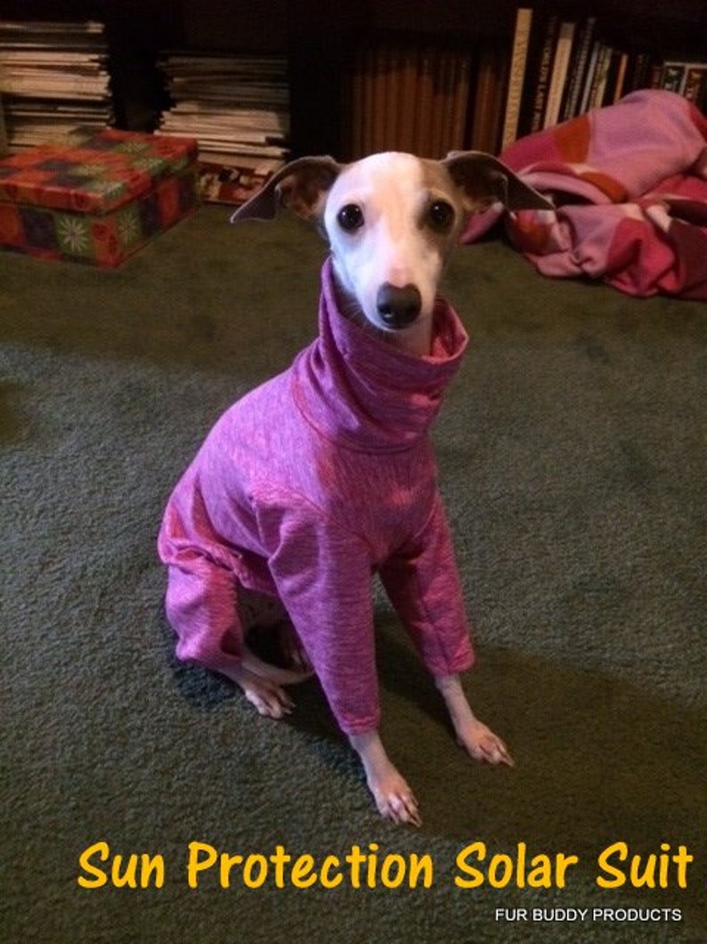 May include: A small, white and brown dog wearing a pink sun protection suit. The suit has a turtleneck and long sleeves. The dog is sitting on a green carpet. The text "Sun Protection Solar Suit" is written in yellow letters below the dog. The text "FUR BUDDY PRODUCTS" is written in white letters below the yellow text.