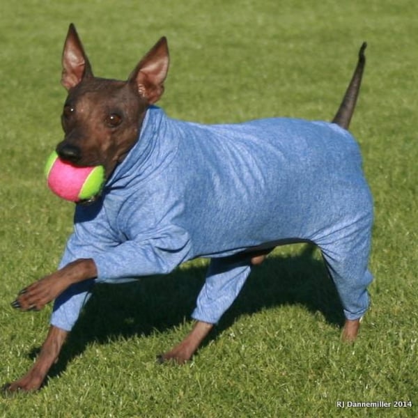 UPF50 Sun Protection Suit for American Hairless Terriers, Chinese Crested, Xolos and all small dogs from 10" - 18"