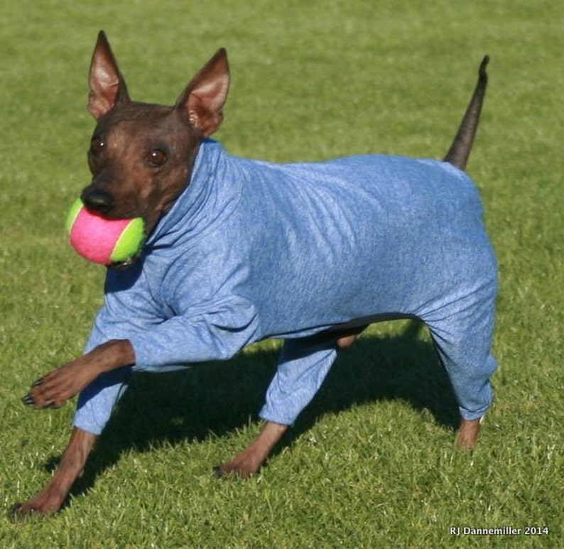 May include: A brown and black American Hairless Terrier dog wearing a blue long-sleeved jumpsuit, running on green grass and holding a green and pink tennis ball in its mouth.