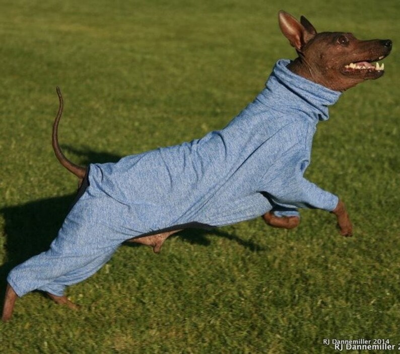 UPF50 Sun Protection Suit for American Hairless Terriers Etsy