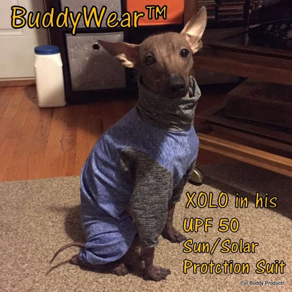 UPF50 Sun Protection Suit for American Hairless Terriers, Chinese Crested, Xolos and all small dogs from 10" - 18"