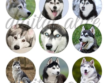 SIBERIAN HUSKY Craft Circles - Huskies Malamute Sled Dog Puppy Instant Download Digital Printable-Bottlecaps Collage Sheet-DiY Print-4 sizes