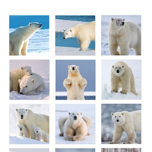 May include: A collage of twelve images featuring polar bears in various poses and settings. The images show polar bears standing, walking, playing, and resting in snowy environments.