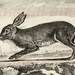 Vintage FRENCH RABBIT PRINT - Digital Download Printable Image Graphic ...