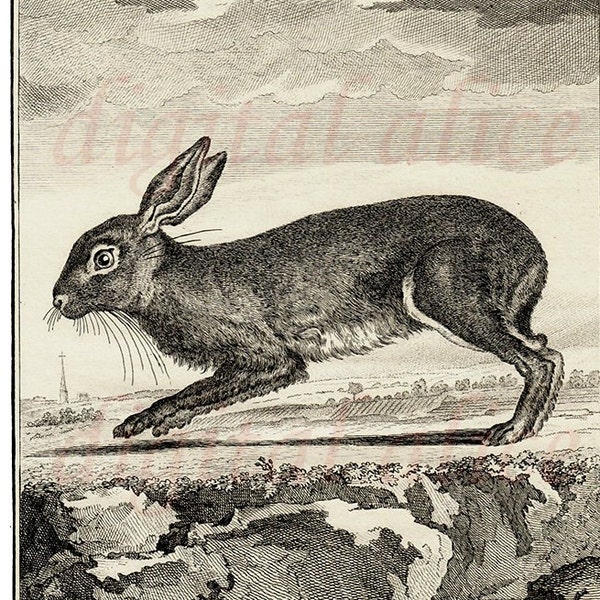Vintage FRENCH RABBIT PRINT - Bunny Hare 1776 Engraving Le Lievre-Printable Image Graphic Digital Antique Clip Art Transfer Instant Download