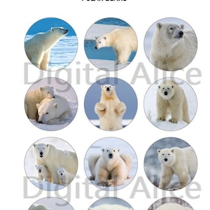 May include: A collection of 12 images featuring polar bears in various poses and settings. The images are arranged in a grid of 3 rows and 4 columns. The images show polar bears standing, sitting, lying down, and playing. Some images show polar bears in their natural habitat, while others show them in a more artificial setting.