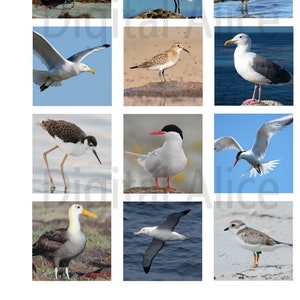 SHORE BIRDS -12 piazze- Oceano, Spiaggia, Mare, Gabbiano, Albatross, Sandpiper - Instant Download Stampabile - 2 e 1 in quadrati