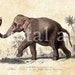 ANTIQUE ELEPHANT PRINT -Instant Download Digital Printable- Early Elephant Engraving - DiY Print as many as you like