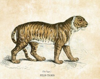 antique tiger print etsy