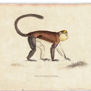 Op de afbeelding: Vintage illustratie van een aap, een Cercopithecus Mona, in een bruin, wit en zwart kleurenschema. De aap loopt op alle vier poten en heeft een lange staart. De illustratie is op een crèmekleurige achtergrond met de tekst "Cercopithecus Mona" onder de aap.