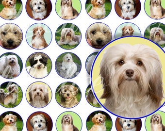 HAVANESE DOG Craft Circles - Havanese Dog  Puppy Instant Download Digital Printable -Bottlecaps Stickers Collage -DiY Print-3 sizes