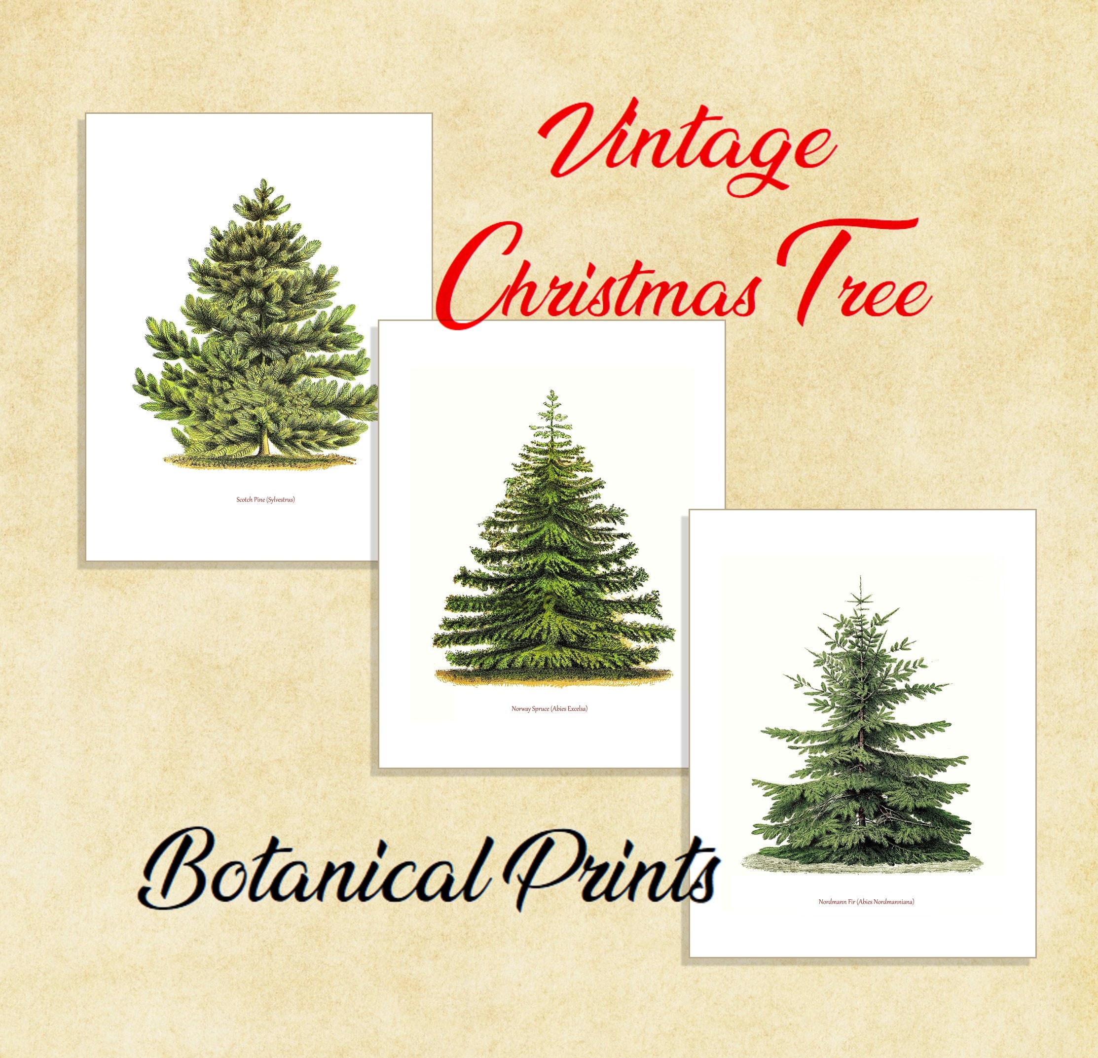 VINTAGE CHRISTMAS TREE Botanical Prints Printable Digital Etsy