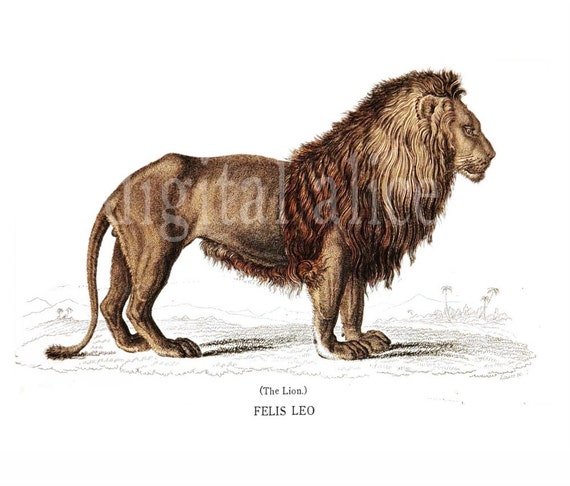 【アンティーク】製図用品Lion Drawing Instrume ANTIQUE LION PRINT - Instant Download Digital Printable- Early