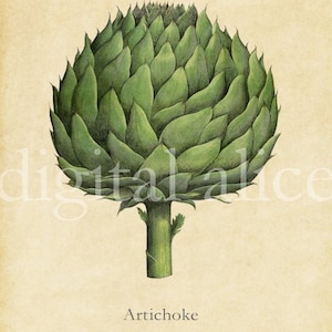 Botanical ARTICHOKE POSTER PRINT - Digital Download - Antique Wall Art Decor Instant Printable - Green Artichoke Print