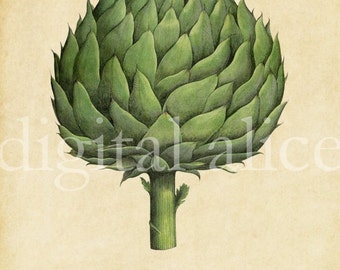 Botanical ARTICHOKE POSTER PRINT - Digital Download - Antique Wall Art Decor Instant Printable - Green Artichoke Print