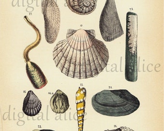 Antique SEASHELLS SHELL POSTER Print - Digital Download - Antique Wall Art Decor Instant Printable - Vintage Shells Print 9 X 15 inches