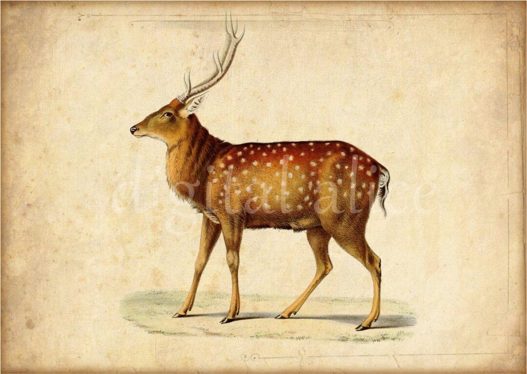 Digital ANTIQUE DEER PRINT - Digital Download - Antique Wall Art Decor ...