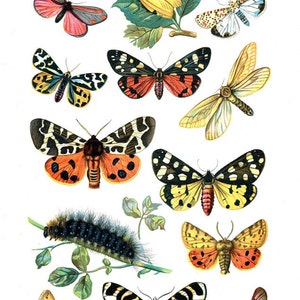 ANTIQUE BUTTERFLIES CHART - Digital Download - Collage Sheet Printable - Vintage Butterfly Print