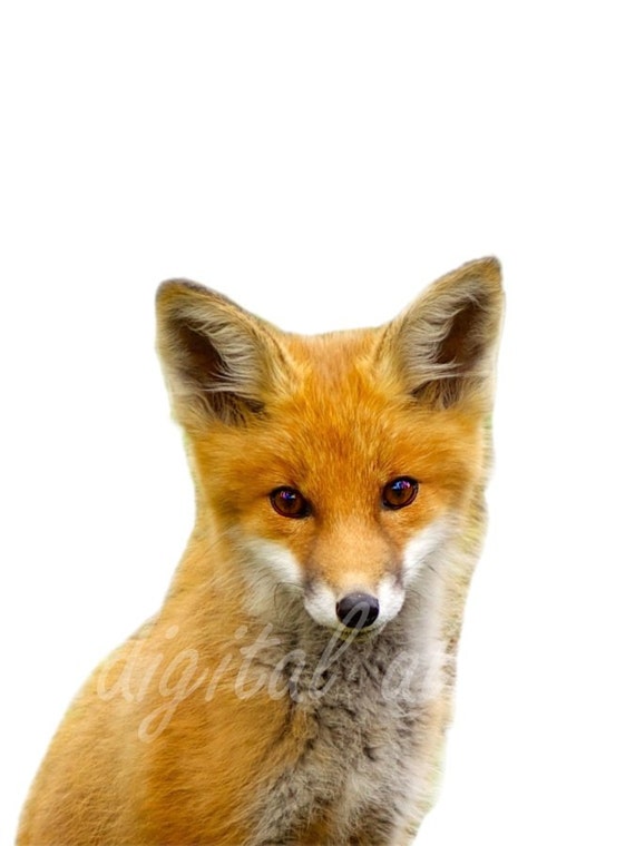 Digital BABY FOX PRINT instant Download Digital Printable | Etsy
