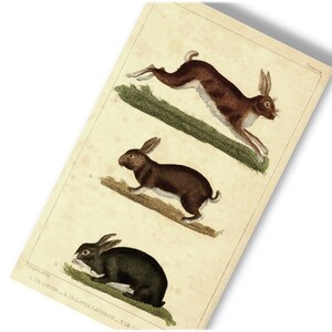 Vintage FRENCH RABBIT PRINT - Descarga digital Printable Image Graphic - Antique Clip Art 3 Conejos