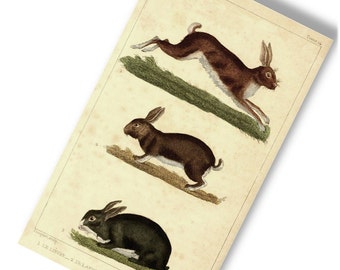 Vintage FRENCH RABBIT PRINT - Digital Download Printable Image Graphic - Antique Clip Art 3 Rabbits
