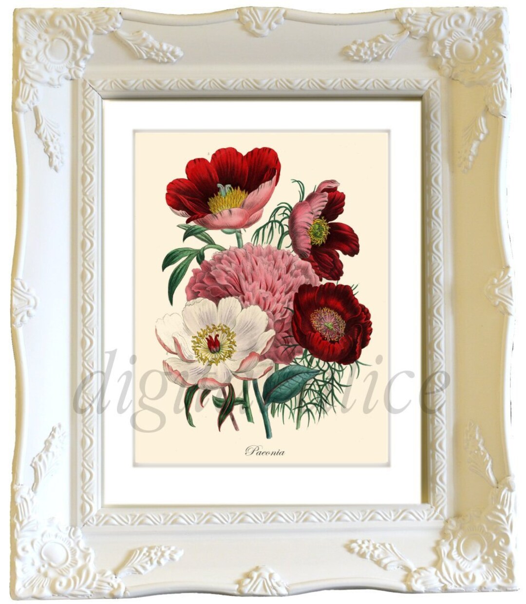Antique BOTANICAL FLORAL Print Download - PEONY Flower -instant Digital ...