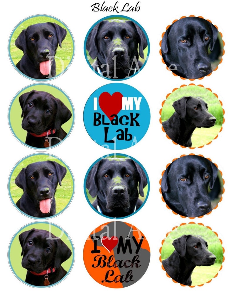 May include: Nine round cupcake toppers featuring black Labrador Retriever dogs. Some toppers have a green background, some have a blue background, and some have an orange background. Some toppers have the text "I love my Black Lab" in red, white, and black.
