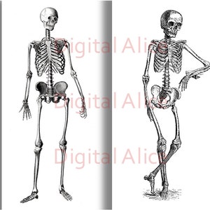 Antikes Skelett Druck - 2 Schwarzweiß Illustrationen - Menschliches Skelett - Digitaler Download zum ausdrucken - Halloween Dekor