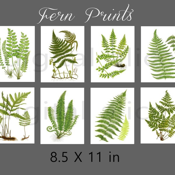 FERN PRINTS Botanical Art Set of 8- Digital Paper Pack -8 Vintage Printable Papers,Instant Download Digital Printable Paper crafts
