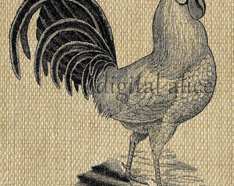 May include: A black and white line drawing of a rooster with a large, detailed tail. The rooster is standing on a textured surface.