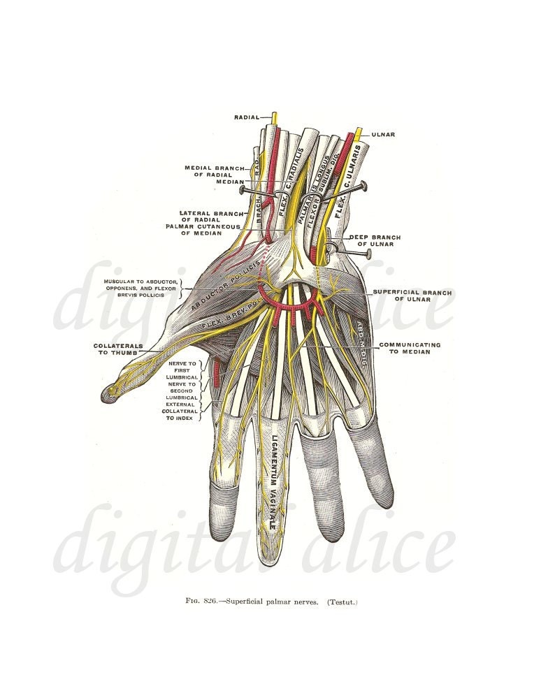 HAND ANATOMY PRINT Printable Image Graphic Digital Antique | Etsy