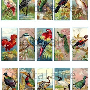 TROPICAL BIRDS Rectangles - Download istantaneo digitale stampabile pendenti, diapositive, carte, tag collage foglio - 1 x 2 pollici e altro ancora