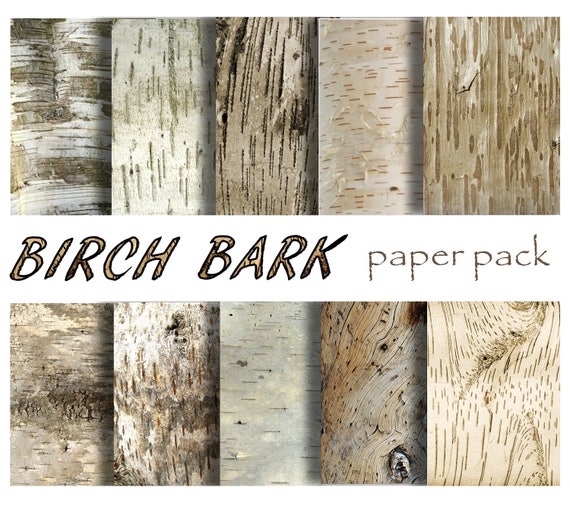 Premium Photo  Texture of a birch bark of a young tree macro wallpaper