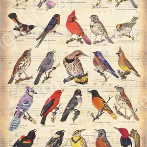 Vintage SONG BIRDS PRINT -instant Download Digital Printable