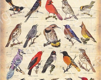 Vintage SONG BIRDS PRINT  -Instant Download Digital Printable- Colorful Birds on Sheet Music -Wall Art, Paper Crafts