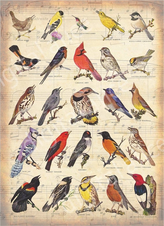 アート・デザイン・音楽 CLASSIC NATURAL HISTORY PRINTS BIRDS 81ODbitCBDL._AC_SY200_QL15_.jpg