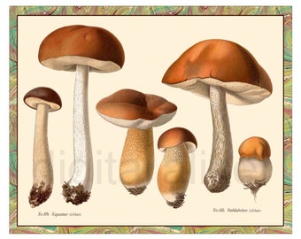 Botanical MUSHROOMS POSTER PRINT - Digital Download - Antique Wall Art Decor Instant Printable - Vintage Mushrooms Print