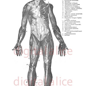 HUMAN ANATOMY MUSCLES Print -  Black and White Illustration - Human Body - Digital Download Printable - Halloween Decor