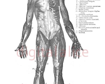 HUMAN ANATOMY MUSCLES Print -  Black and White Illustration - Human Body - Digital Download Printable - Halloween Decor