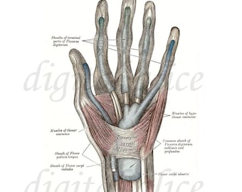 HAND ANATOMY PRINT - Printable Image Graphic Digital Antique Clip Art Transfer in jpg - muscles of the hand