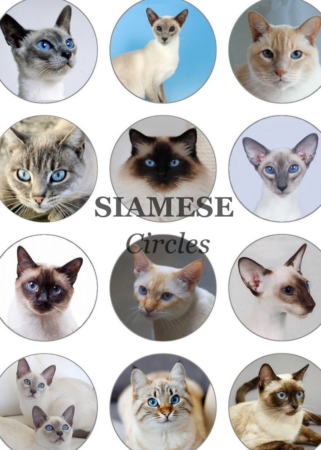 Different type best sale of siamese cats