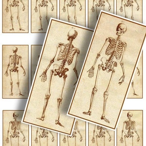Peut inclure: Une illustration vintage d'un squelette humain, imprimée sur une feuille de papier avec un fond brun. Le squelette est représenté en position debout, les bras tendus et les jambes légèrement écartées.