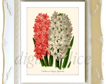 Antique BOTANICAL FLORAL Print Download - HYACYNTHE Flower -Instant Digital Download Printable, Digital Image,Print, cards, Hyacinthes