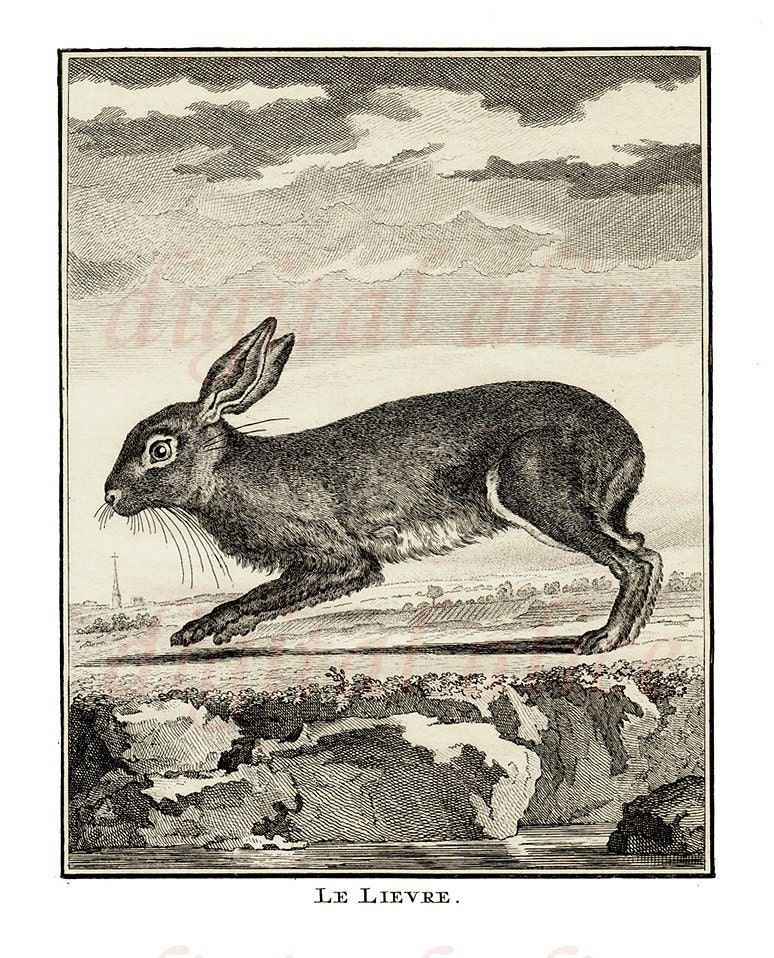 Vintage FRENCH RABBIT PRINT - Bunny Hare 1776 Engraving Le Lievre-Printable Image Graphic Digital Antique Clip Art Transfer Instant Download