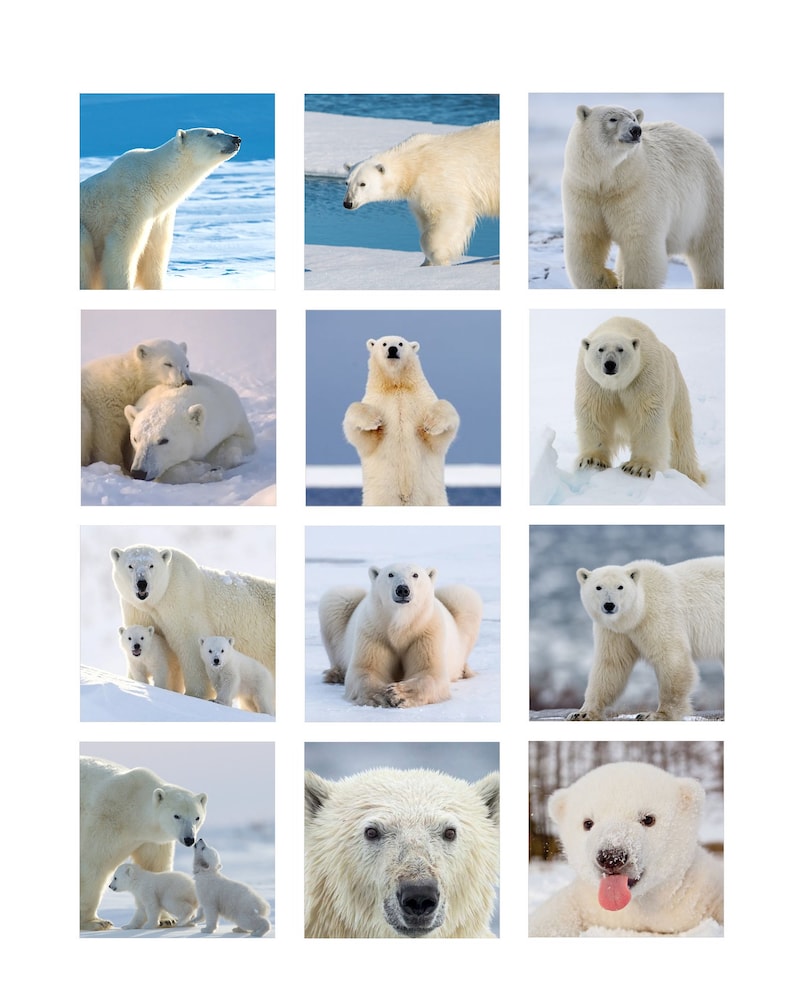 May include: A collage of twelve images featuring polar bears in various poses and settings. The images show polar bears standing, walking, playing, and resting in snowy environments.