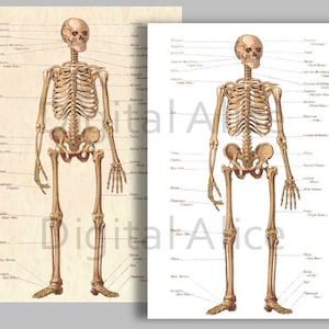 ANTIKES SKELETT DRUCK - 1884 Medizinische Illustration - Menschliches Skelett - Anatomischer Knochen Chart - Digitaler Download druckbar - Halloween Dekor