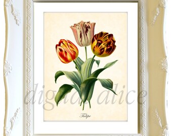 Antique BOTANICAL FLORAL Print Download - TULIPS Flower -Instant Digital Download Printable, Digital Image,Print, cards,Tulip