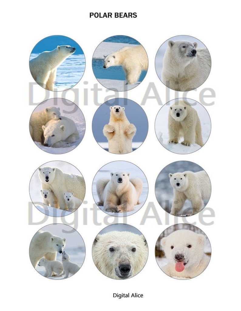 May include: A collection of 12 images featuring polar bears in various poses and settings. The images are arranged in a grid of 3 rows and 4 columns. The images show polar bears standing, sitting, lying down, and playing. Some images show polar bears in their natural habitat, while others show them in a more artificial setting.