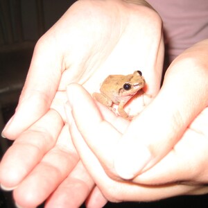 May include: A small brown frog with black eyes is being held in the cupped hands of a person.